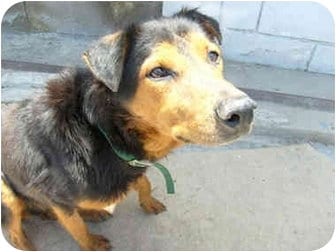 Photo of Hema, adoptable German Shepherd Dog in San Diego, California