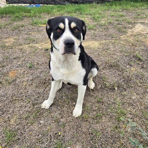 Photo of Leroy, adoptable American Staffordshire Terrier in San Antonio, Texas