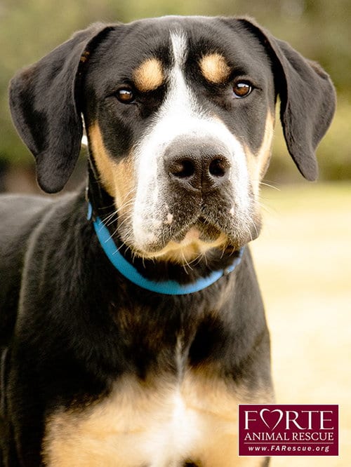 Photo of Milton, adoptable Greater Swiss Mountain Dog in Marina del Rey, California