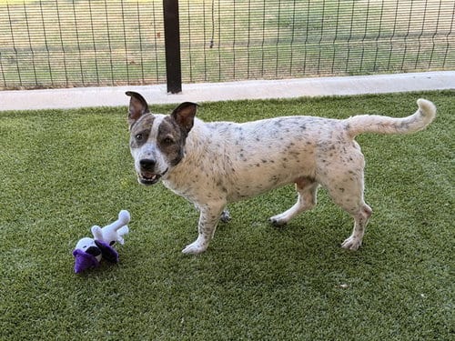 Photo of Walker, adoptable Pit Bull Terrier in Garland, Texas