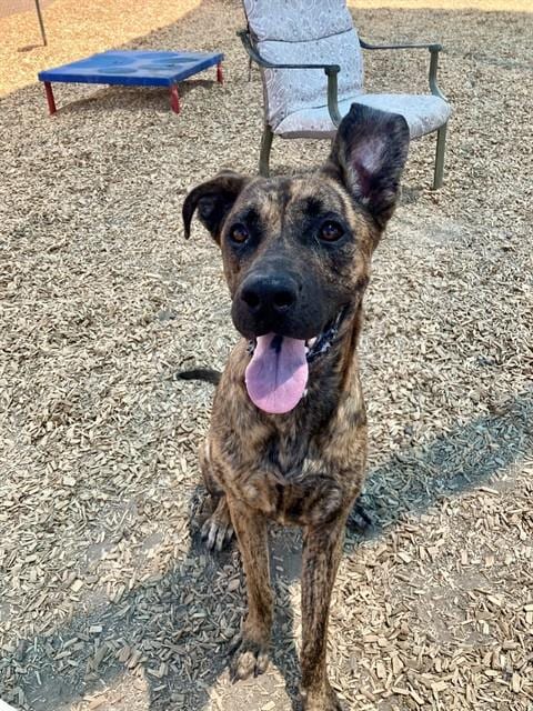 Photo of Soda, adoptable Plott Hound in Albuquerque, New Mexico