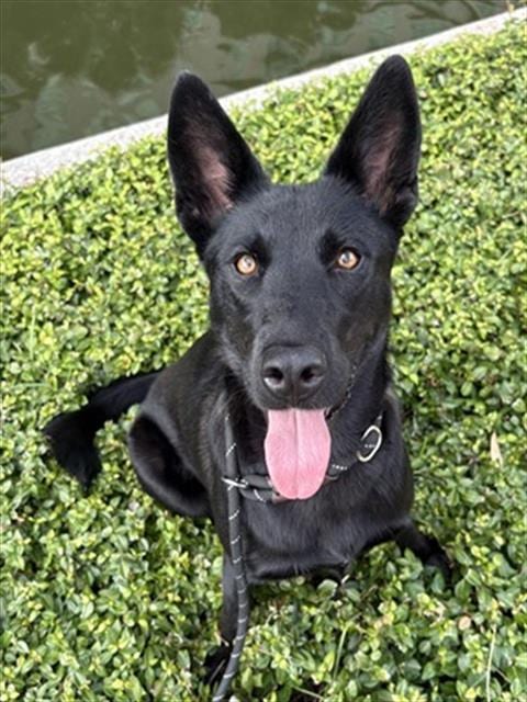 Photo of Misha, adoptable Labrador Retriever in Houston, Texas