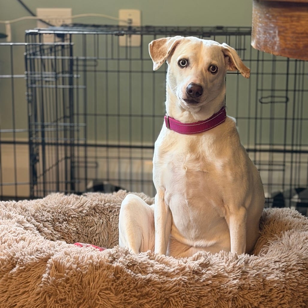 Photo of Beatrice, adoptable Dalmatian / Mix in Pittsford, Vermont