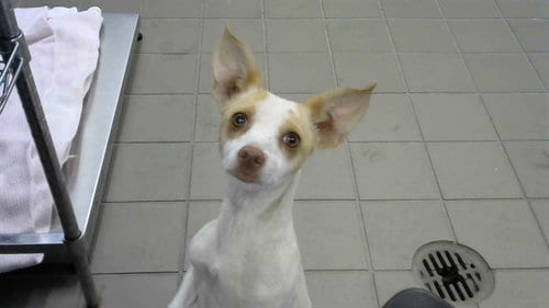 Photo of Paris, adoptable Chihuahua in Albuquerque, New Mexico