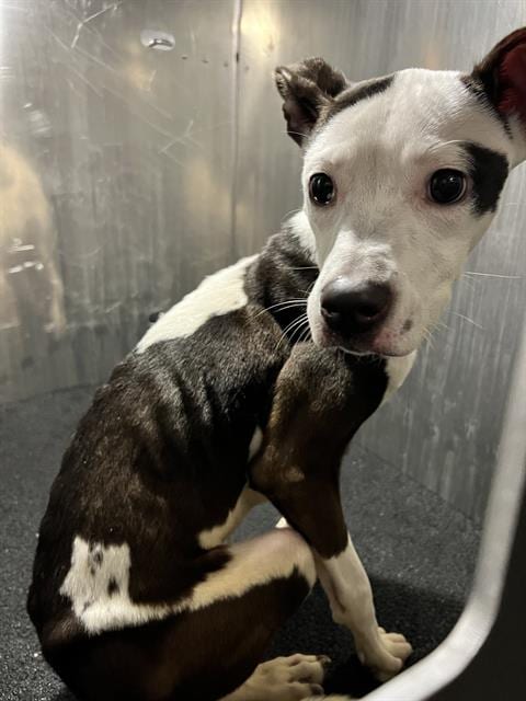 Photo of Cecilia, adoptable American Staffordshire Terrier in San Antonio, Texas