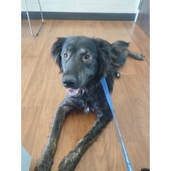 Photo of Gus, adoptable Labrador Retriever in Baton Rouge, Louisiana