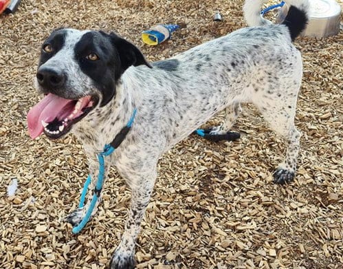 Photo of Hugh Jackman, adoptable Australian Cattle Dog/Blue Heeler in Albuquerque, New Mexico