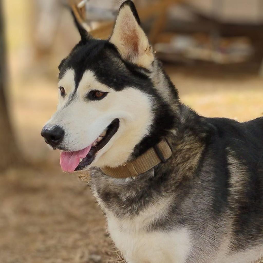 Photo of Moon, adoptable Husky, Siberian in Weatherford, Texas