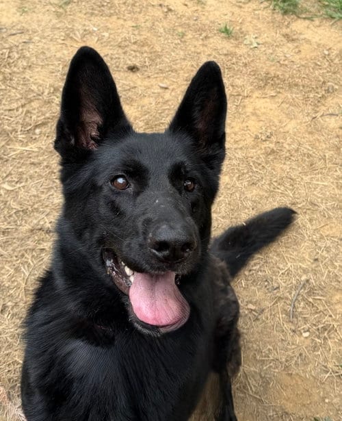 Photo of Nikko, adoptable German Shepherd Dog in Baltimore, Maryland