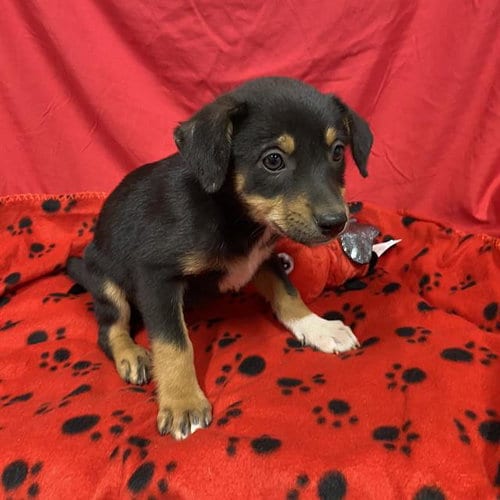 Photo of A614693, adoptable Australian Cattle Dog/Blue Heeler in Modesto, California