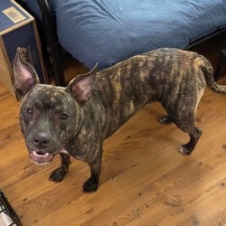 Photo of Nixie, adoptable American Pit Bull Terrier Mixed Breed (Medium) in O'Fallon, Missouri