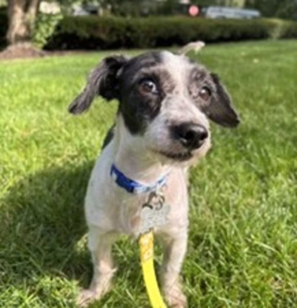Photo of Luke, adoptable Shih Tzu in Palatine, Illinois
