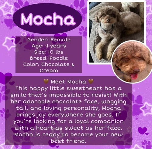 Photo of Mocha, adoptable Poodle (Miniature) in Rancho Cordova, California