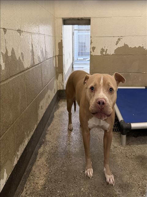 Photo of Mia, adoptable Pit Bull Terrier in Los Angeles, California