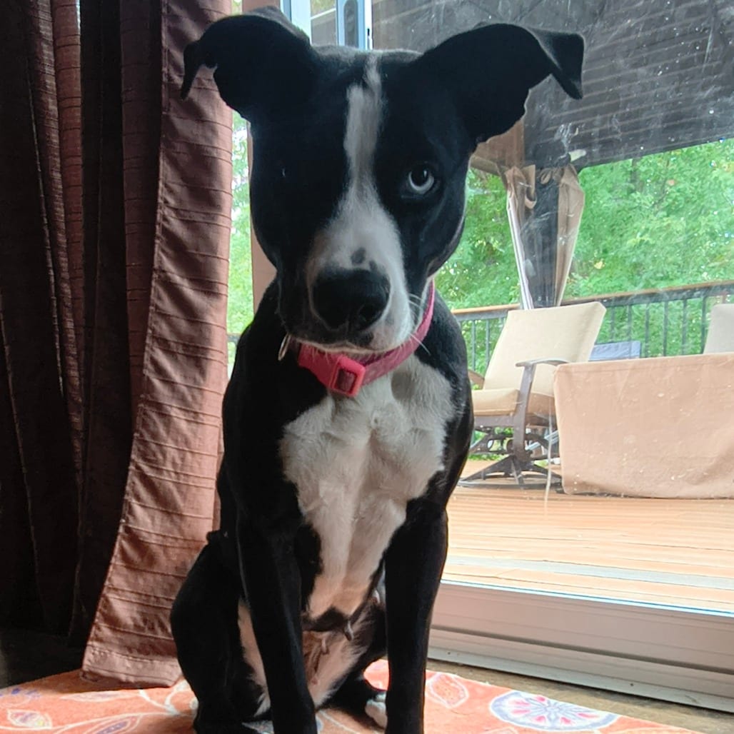 Photo of Miracle D12635, adoptable Terrier, Pit Bull / Husky in Princeton area, Minnesota