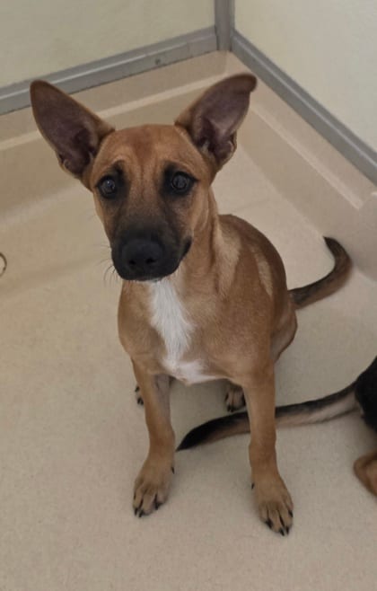 Photo of Faye, adoptable Shepherd/Mix in Raeford, North Carolina