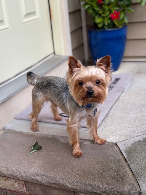 Photo of A Cash, adoptable Yorkshire Terrier Yorkie in Allentown,, Pennsylvania