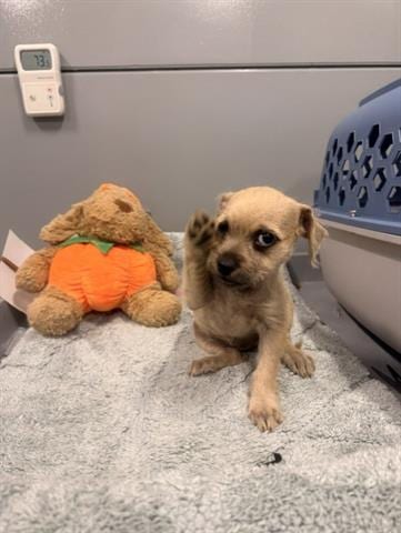 Photo of Jared, adoptable Terrier in San Martin, California