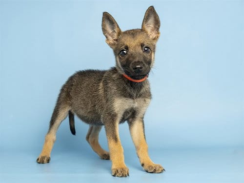 Photo of Lady, adoptable German Shepherd Dog in Phoenix, Arizona