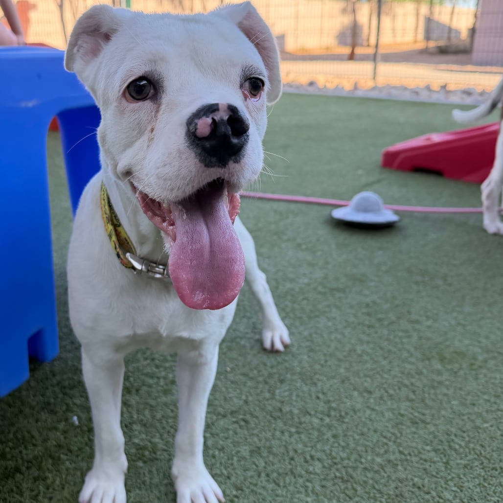 Photo of Weda 14694, adoptable Terrier, American Pit Bull / Boxer in Phoenix, Arizona
