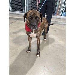 Photo of Hercules, adoptable Mastiff in Doral, Florida