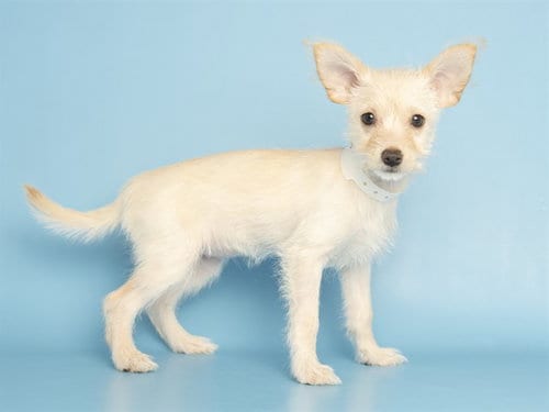 Photo of Cindergale, adoptable Wirehaired Fox Terrier in Phoenix, Arizona