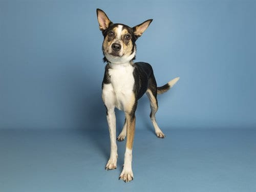 Photo of Maisy, adoptable Australian Shepherd in Phoenix, Arizona