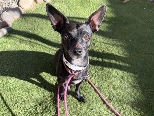Photo of Chandler, adoptable Chihuahua in Phoenix, Arizona