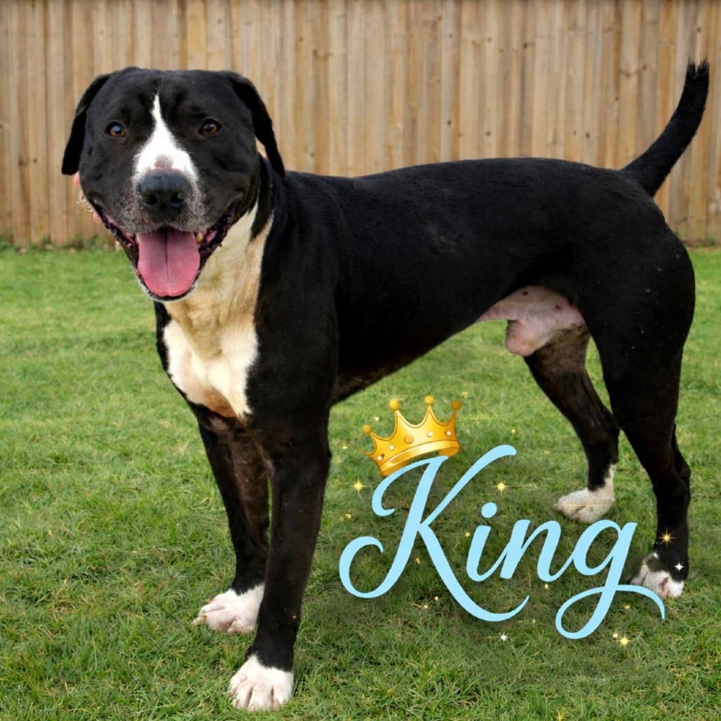 Photo of King, adoptable Terrier, American Pit Bull / Unknown in Weatherford, Texas