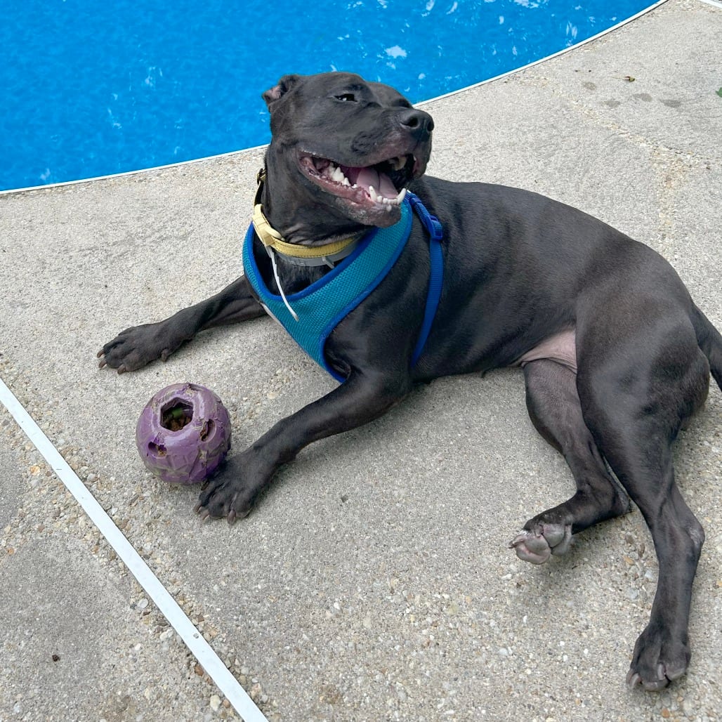 Photo of Nova, adoptable Terrier, Pit Bull in York, Pennsylvania