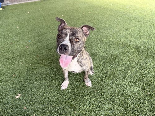Photo of Aerial, adoptable American Pit Bull Terrier in Garland, Texas