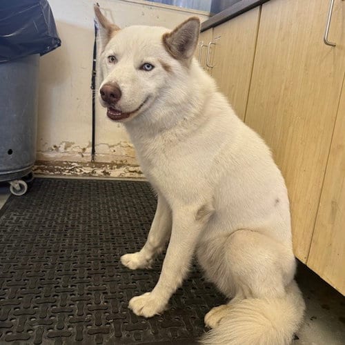 Photo of Iceberg, adoptable Siberian Husky in Camarillo, California