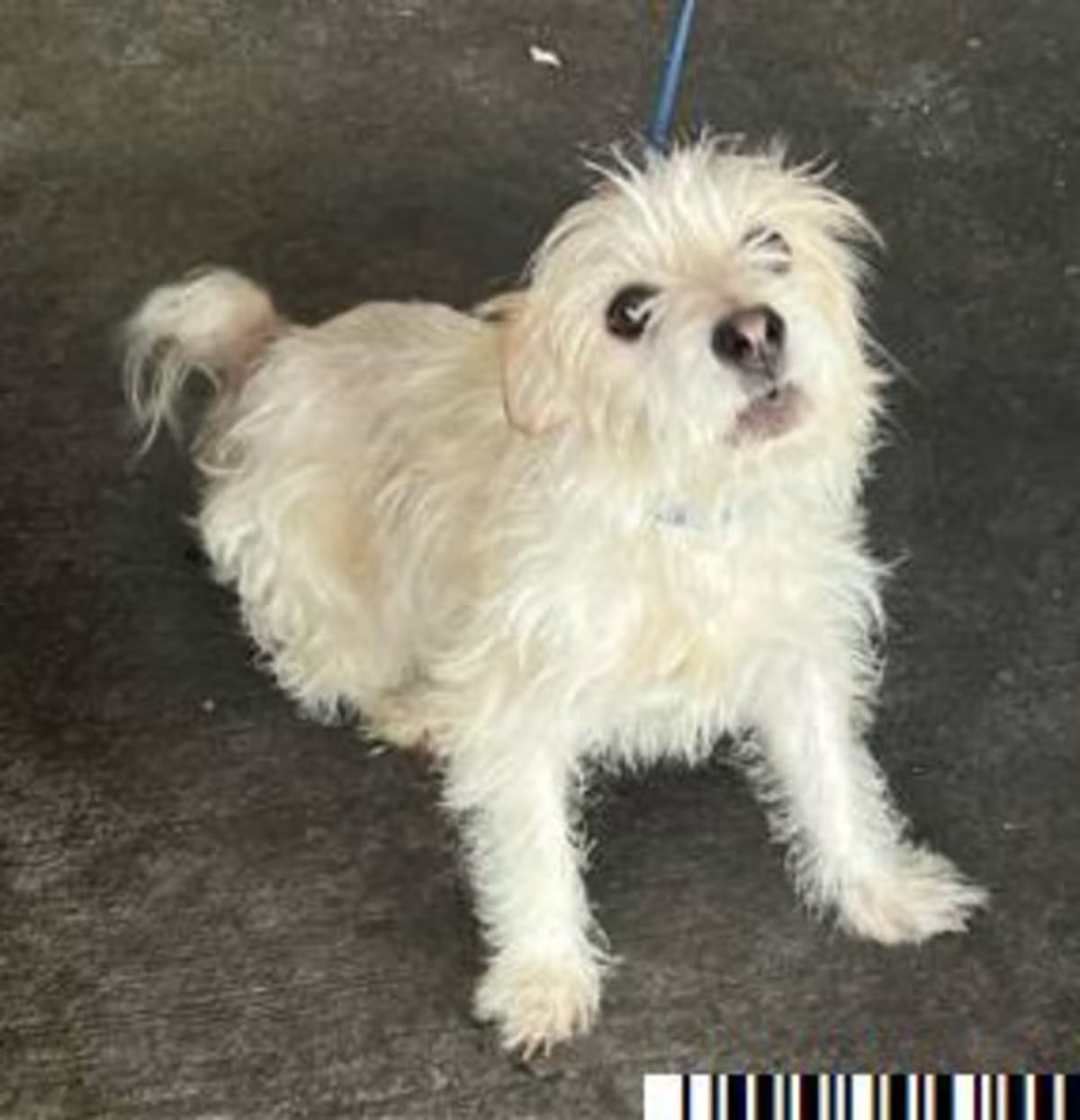 Photo of Snow, adoptable Mixed Breed (Medium) in West Palm Beach, Florida