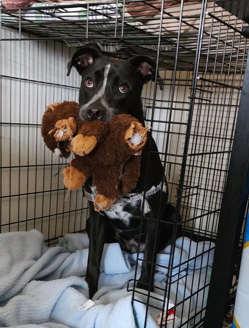 Photo of Berry, adoptable Labrador Retriever in St. Peters, Missouri