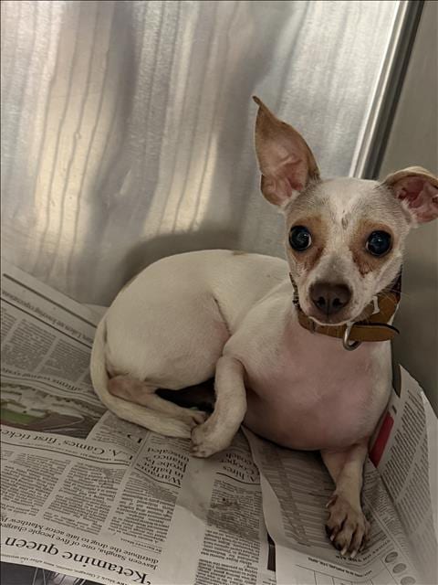 Photo of Baby Girl, adoptable Chihuahua in Van Nuys, California