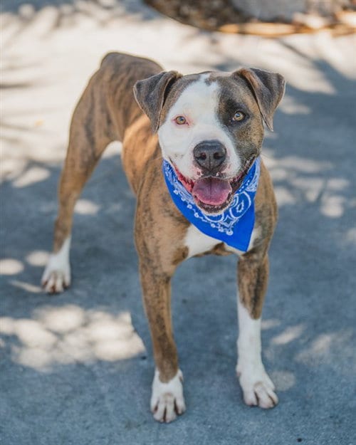 Photo of Blue, adoptable American Bulldog in Miami, Florida