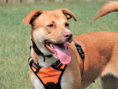 Photo of Bristol, adoptable Yellow Labrador Retriever in Franklin, Tennessee
