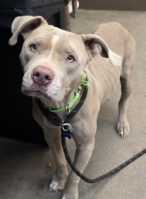 Photo of Matilda, adoptable dog