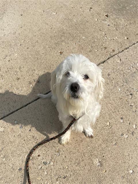 Photo of Noodle, adoptable Maltese in Geneva, Illinois
