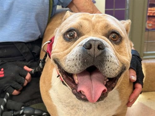 Photo of Rex, adoptable American Bulldog in Martinez, California