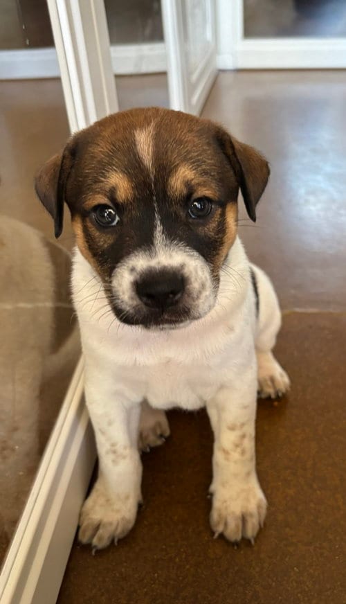 Photo of Rowan, adoptable Jack Russell Terrier in Phoenix, Arizona