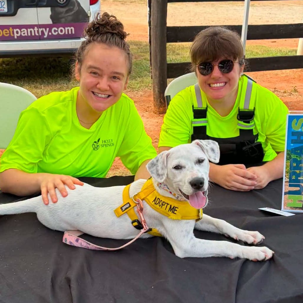 Photo of Fern, adoptable Retriever, Labrador / Pointer in Raleigh area, North Carolina