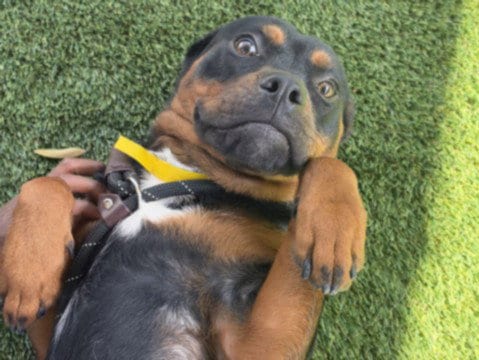 Photo of Baby Cakes, adoptable Rottweiler in Los Angeles, California