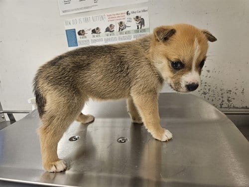 Photo of Lucky Charms, adoptable Husky in Baldwin Park, California