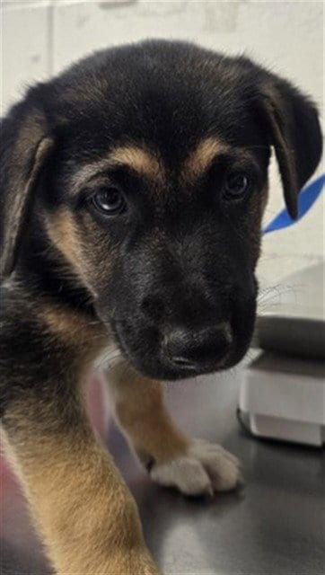 Photo of Neil, adoptable German Shepherd Dog in San Bernardino, California