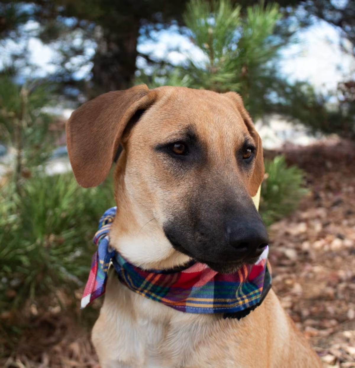 Photo of Set Fire to the Rain, adoptable Shepherd (Unknown Type)/Belgian Malinois in Denver, Colorado