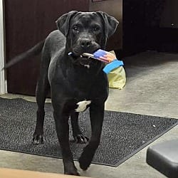 Photo of Bubba, adoptable Labrador Retriever in East Hartford, Connecticut