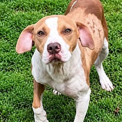 Photo of Lois, adoptable Hound (Unknown Type) in East Ridge, Tennessee