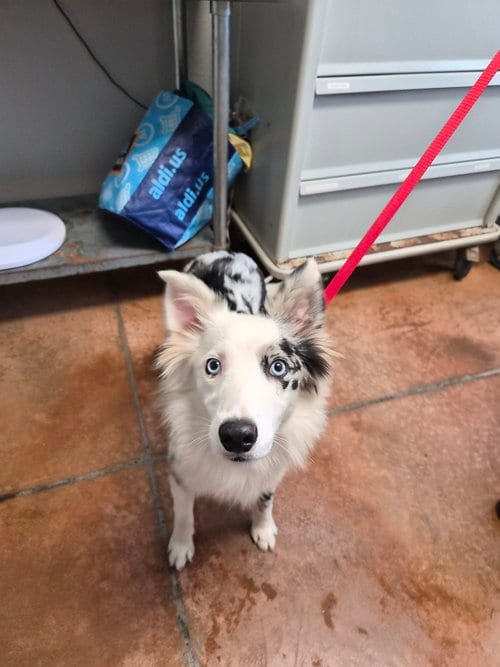 Photo of Casper, adoptable Australian Shepherd in Bolivar, Missouri