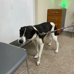 Photo of Aunt Bee, adoptable Terrier (Unknown Type, Medium) Mixed Breed (Medium) in Ringgold, Georgia